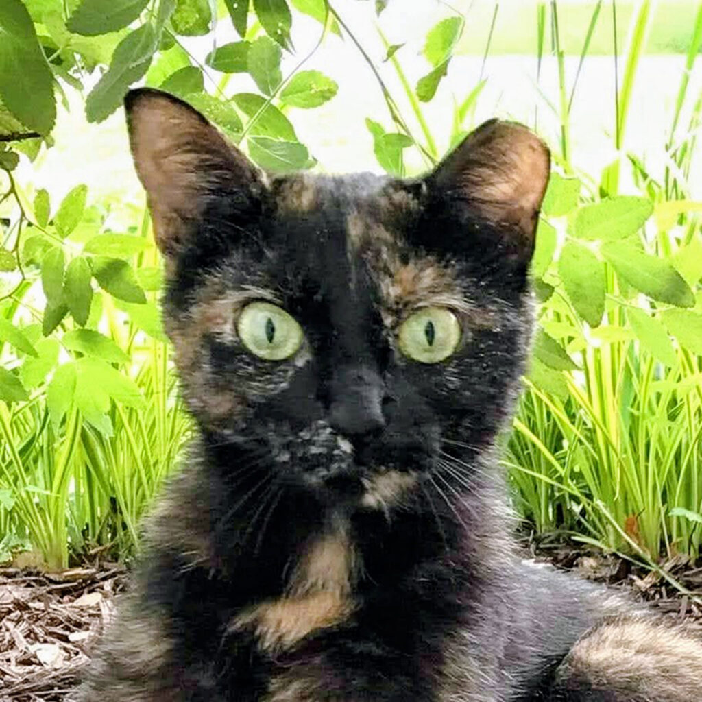 Cat with tipped ear