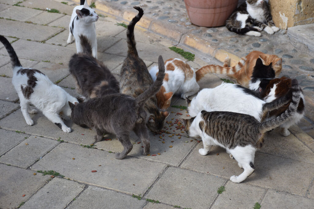 A group of cats eating