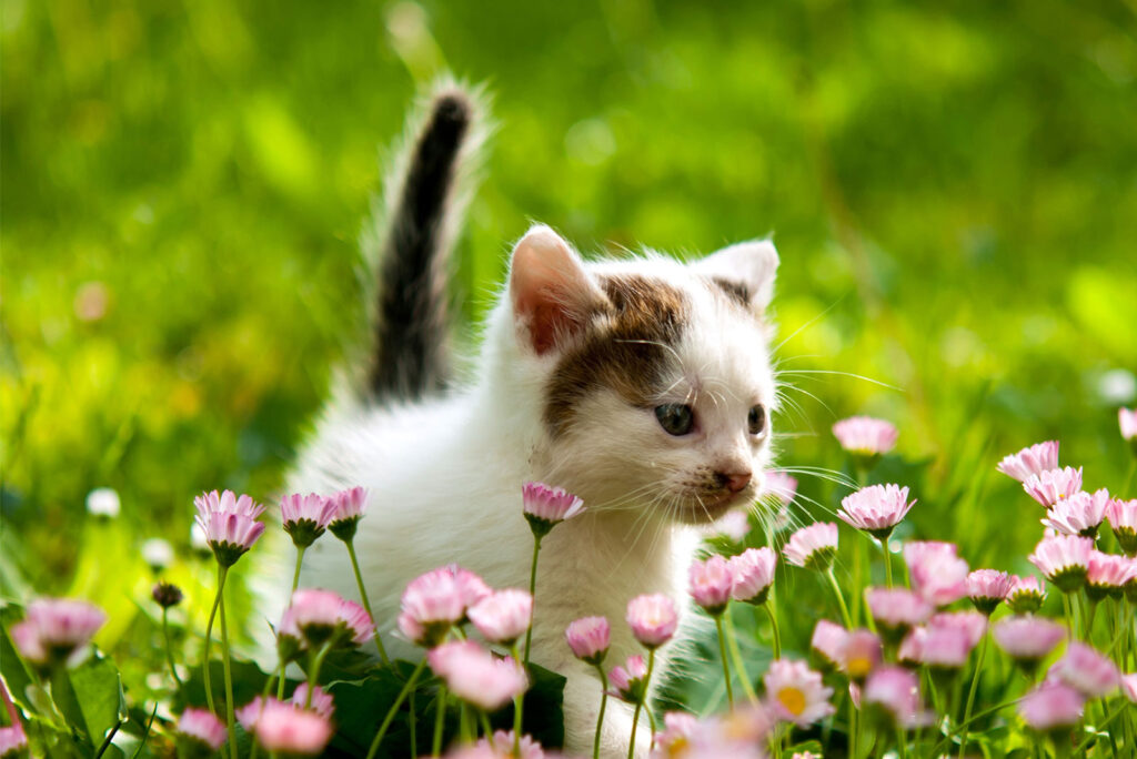 Kitten running through grass.