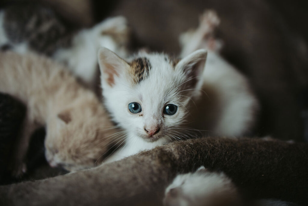 A bunch of kittens