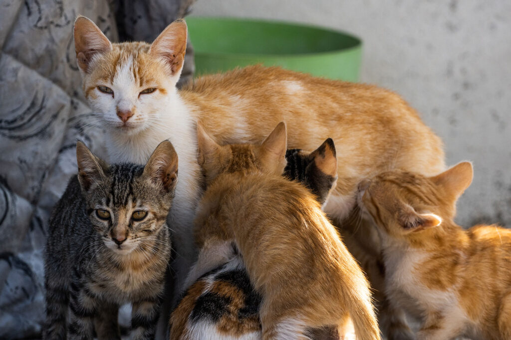 Momma cat and babies.