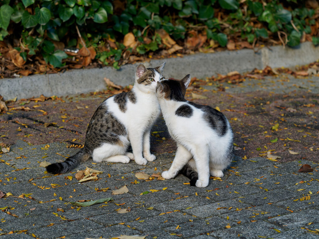 Cats bonding