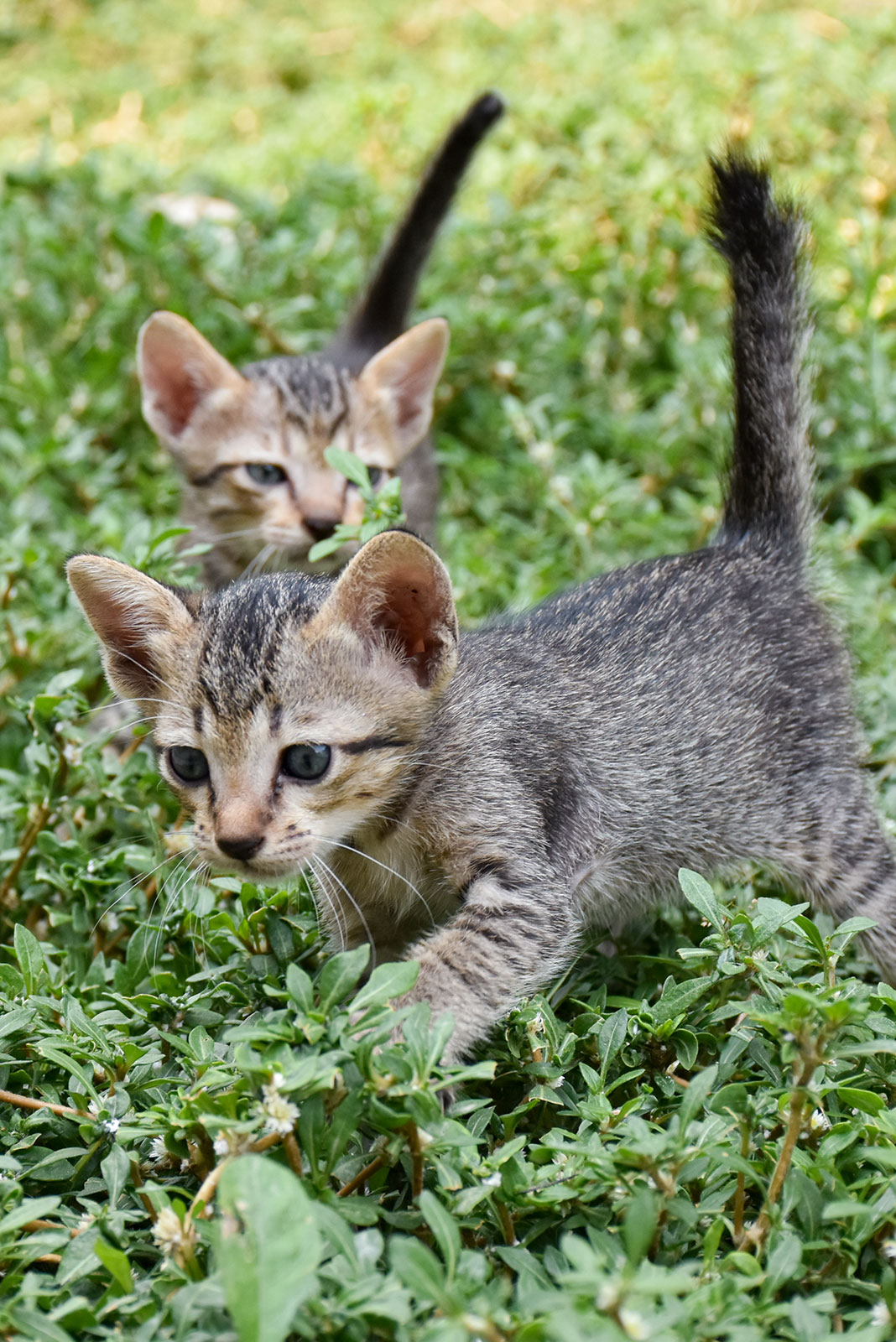 Kittens in a field.