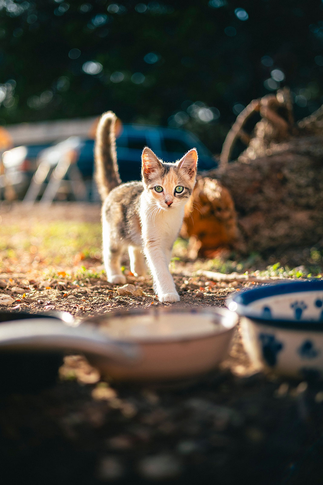 Kitten near a bowl of food.
