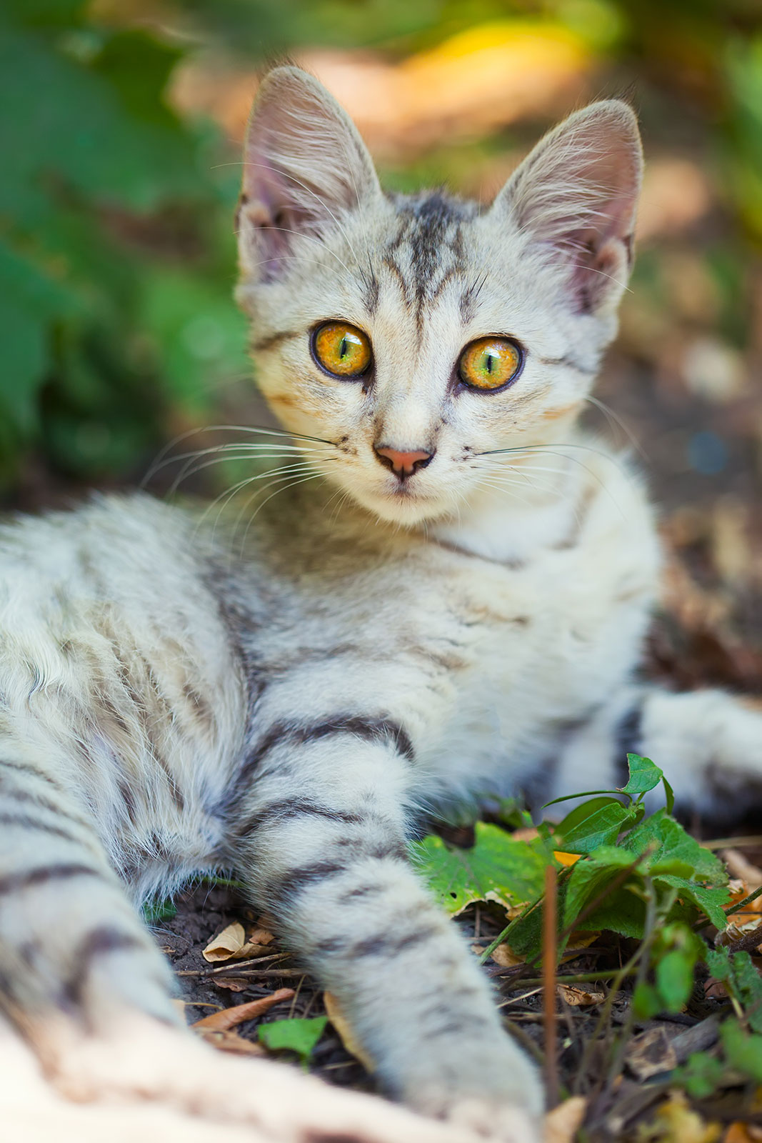 A kitten sitting on the ground outdoors.